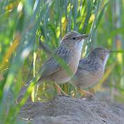 Delicate Prinia