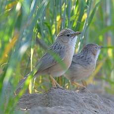 Prinia délicate