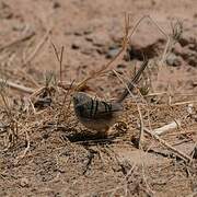 Graceful Prinia