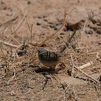 Prinia gracile