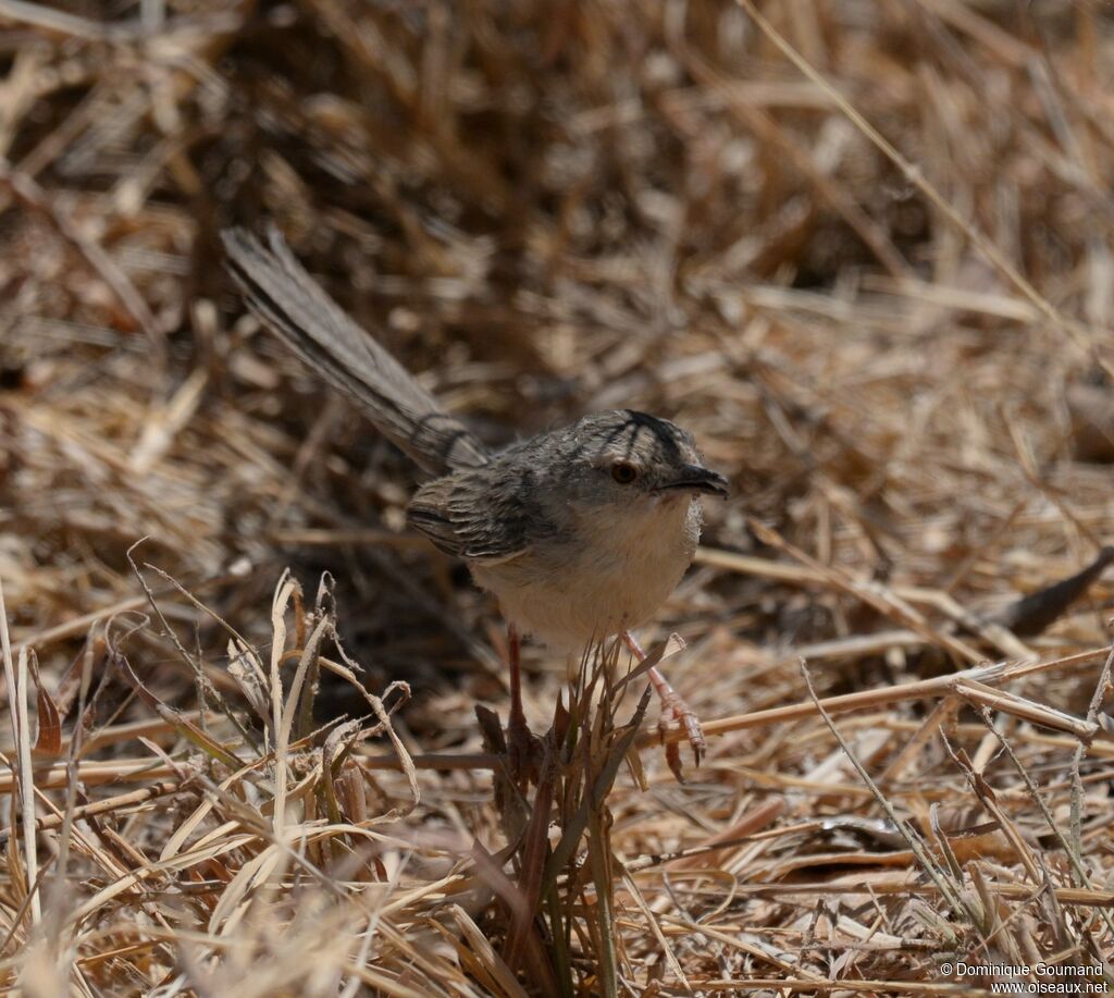 Graceful Prinia