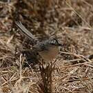 Prinia gracile