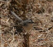 Prinia gracile