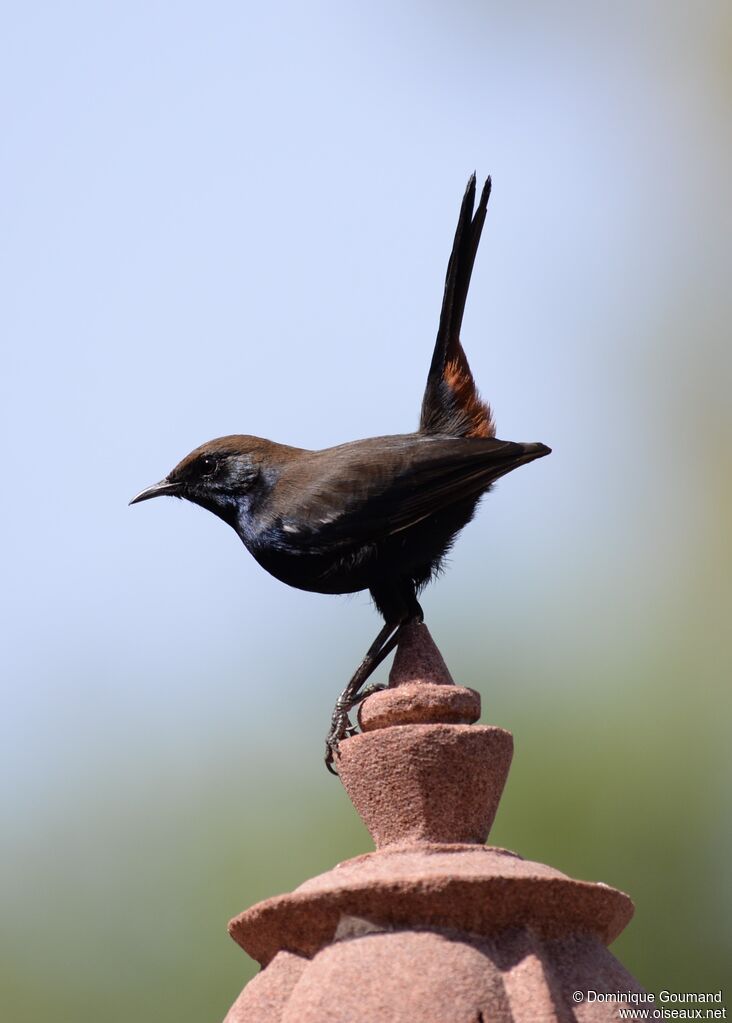 Indian Robin male adult