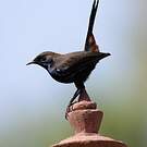Pseudotraquet indien