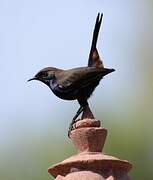 Indian Robin