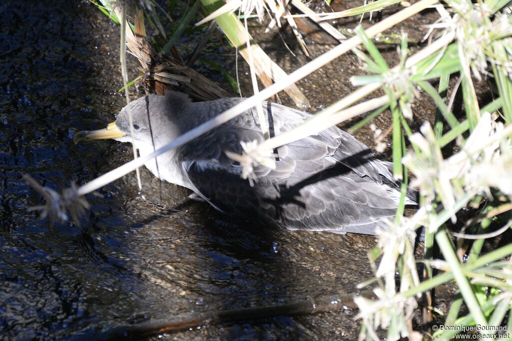 Cory's Shearwater