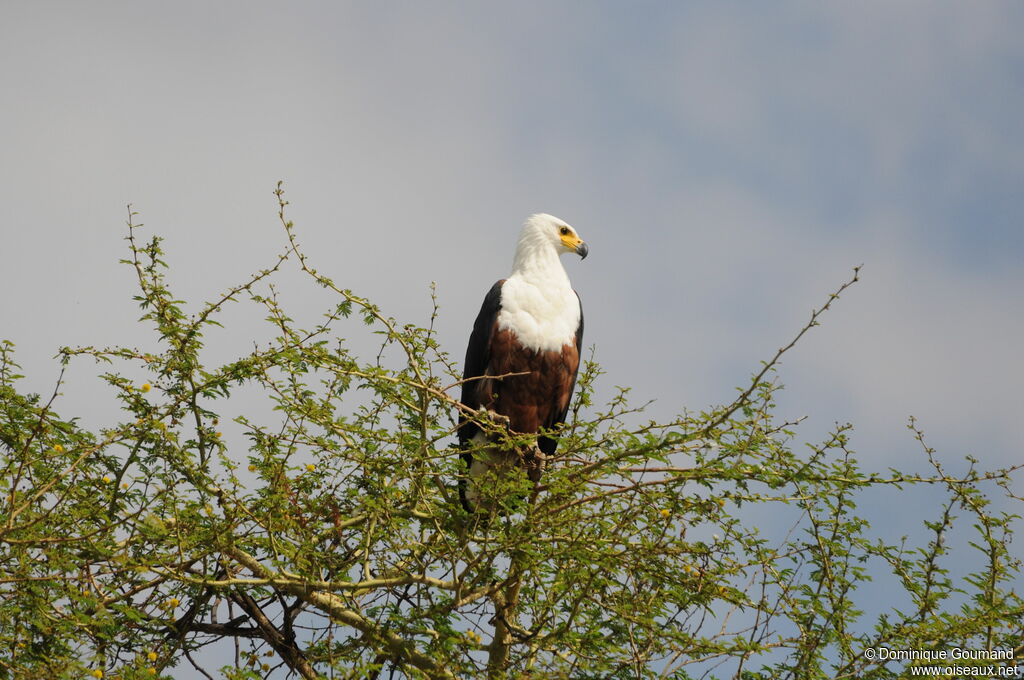 African Fish Eagle