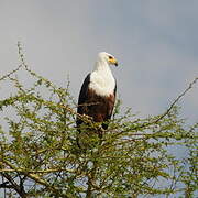 African Fish Eagle