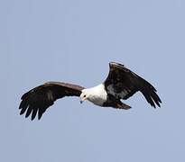 African Fish Eagle