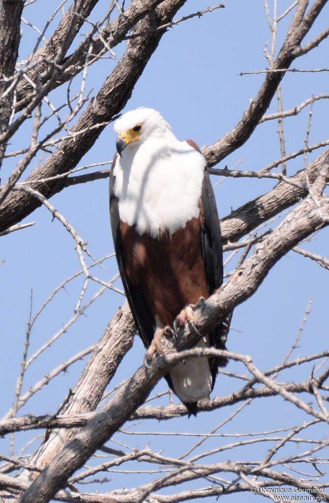 African Fish Eagle