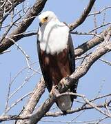 African Fish Eagle