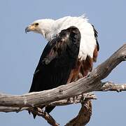 African Fish Eagle