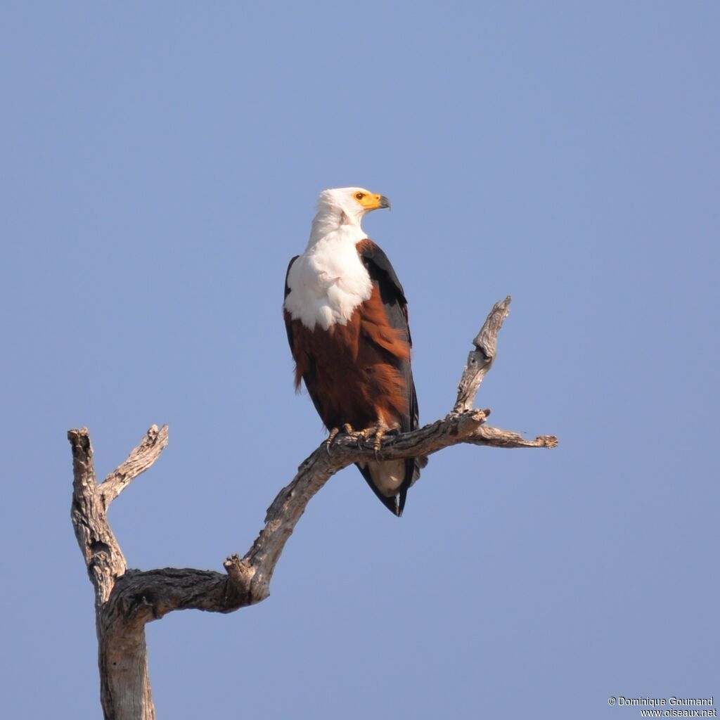 African Fish Eagle