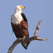 African Fish Eagle