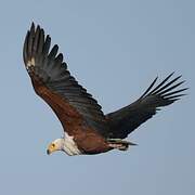 African Fish Eagle