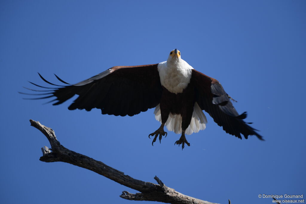 African Fish Eagle