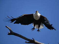 African Fish Eagle