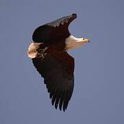 African Fish Eagle