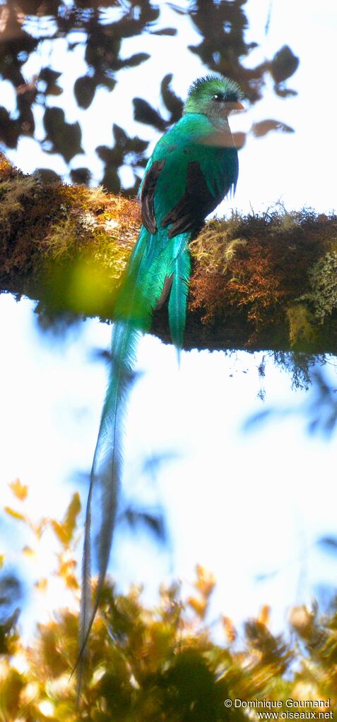 Quetzal resplendissant mâle