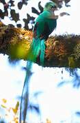 Quetzal resplendissant