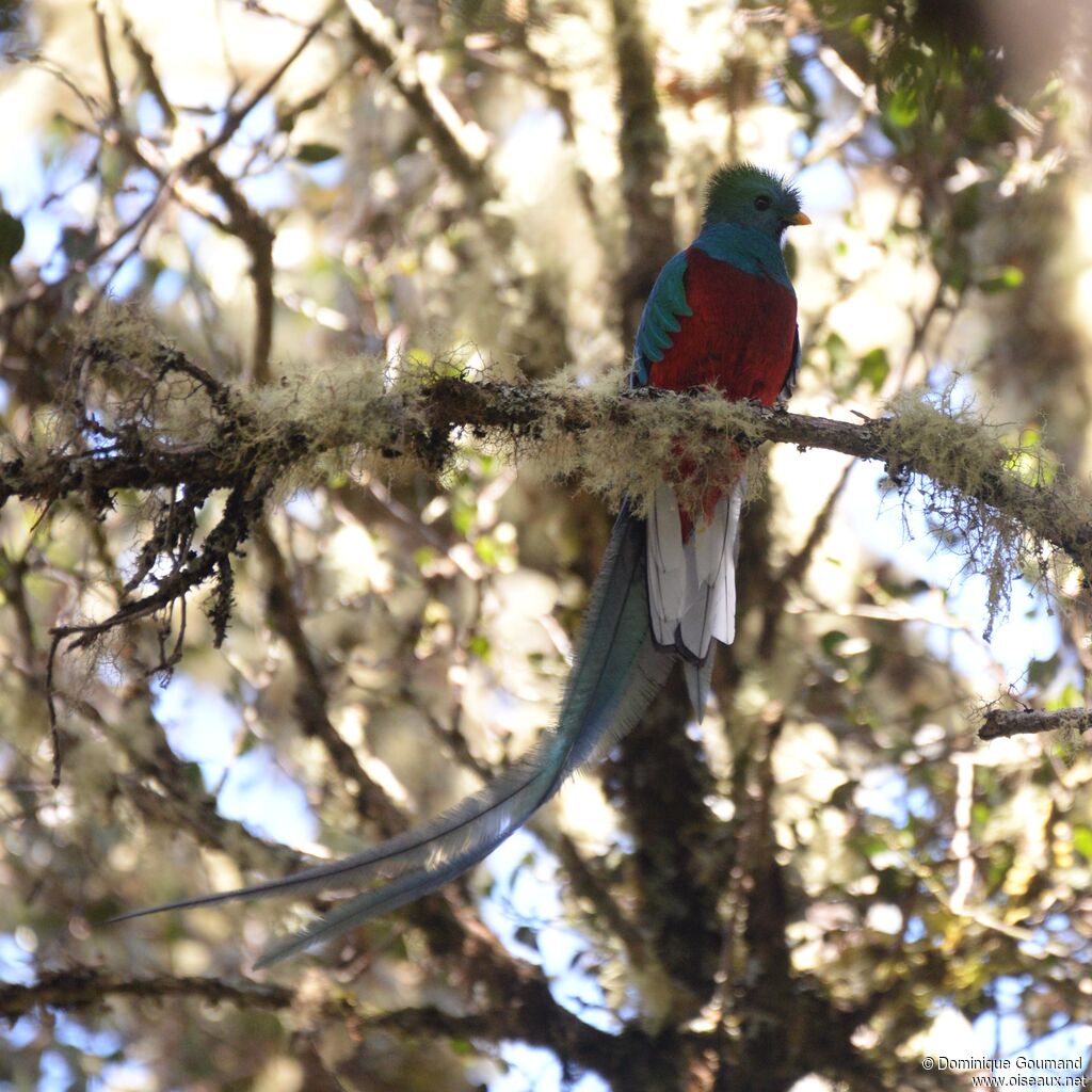 Quetzal resplendissant mâle adulte