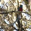 Quetzal resplendissant