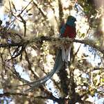 Quetzal resplendissant