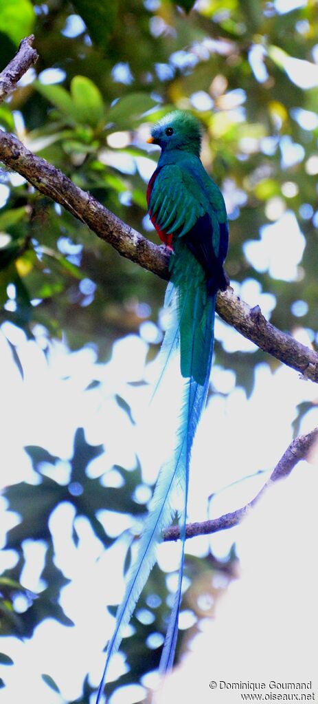 Quetzal resplendissant mâle adulte