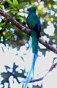 Quetzal resplendissant