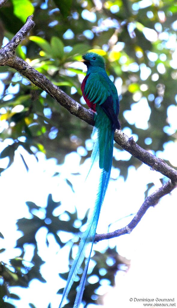 Quetzal resplendissant mâle adulte