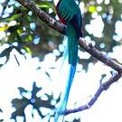 Quetzal resplendissant