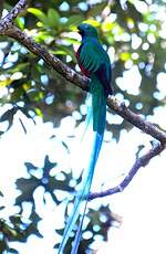 Quetzal resplendissant