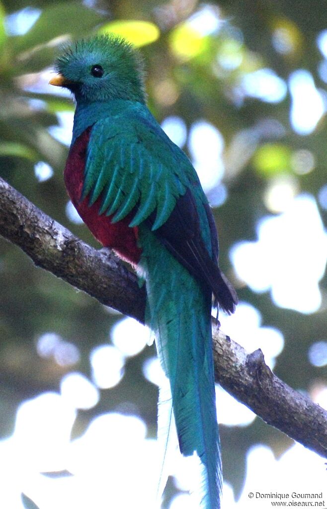 Resplendent Quetzal male adult