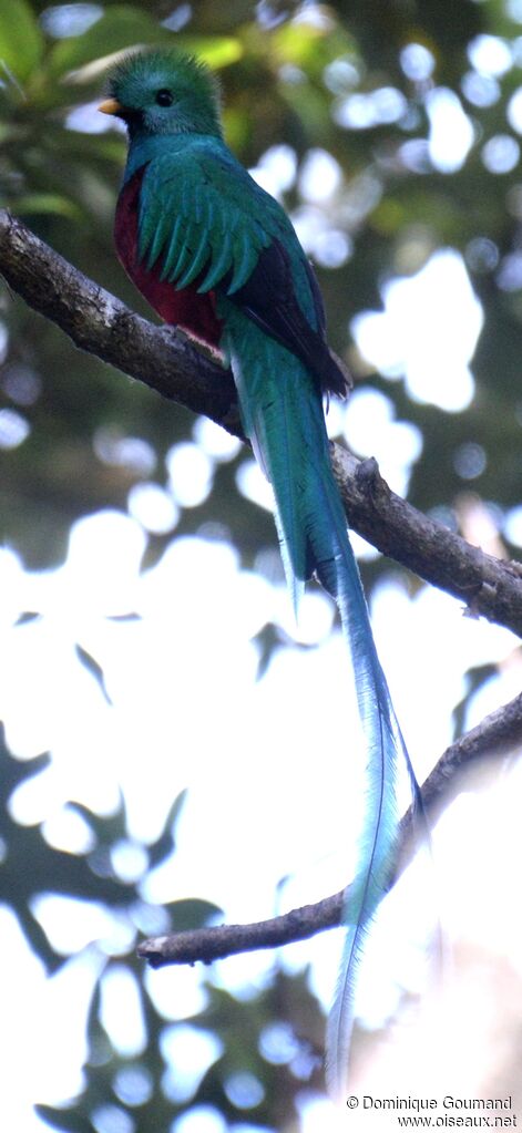 Quetzal resplendissant mâle adulte