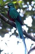 Quetzal resplendissant