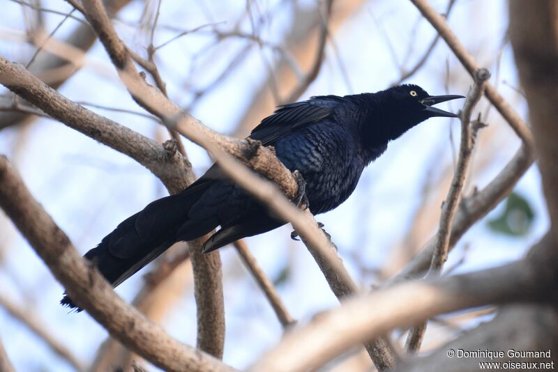 Great-tailed Grackle male adult