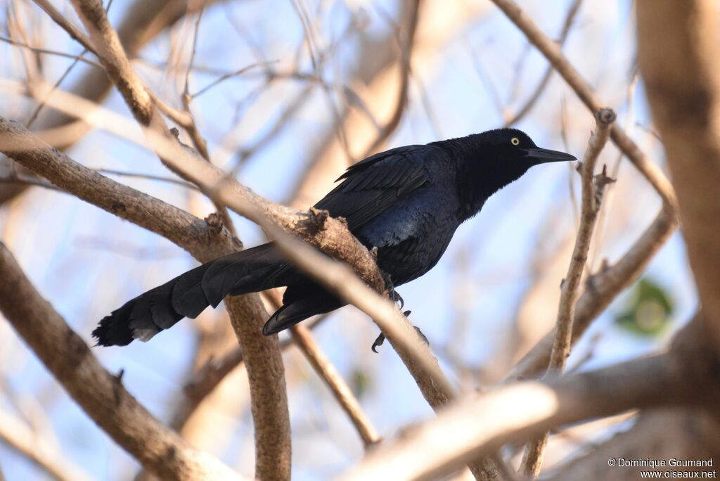 Great-tailed Grackle male adult