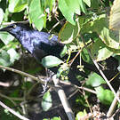 Quiscale noir