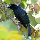 Quiscale noir