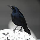 Quiscale noir