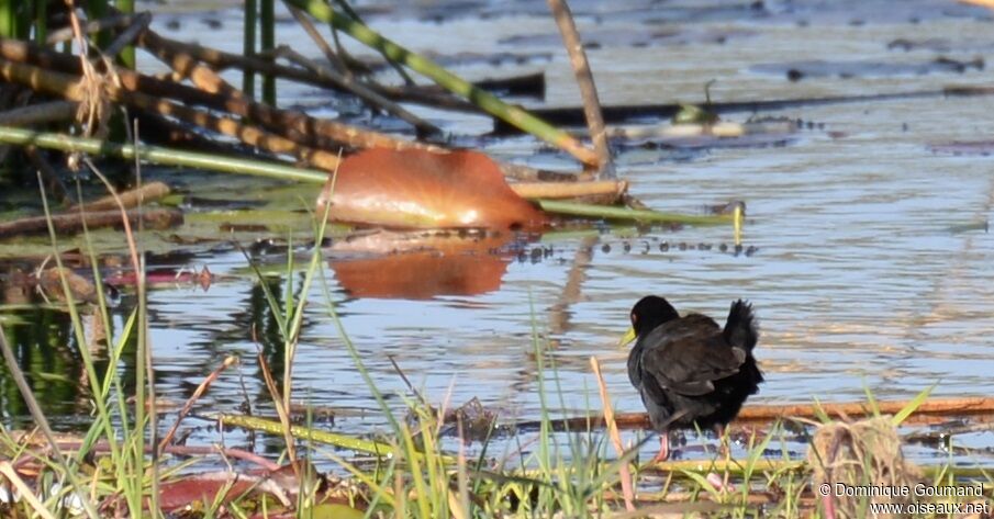 Black Crake