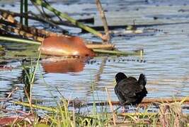 Black Crake