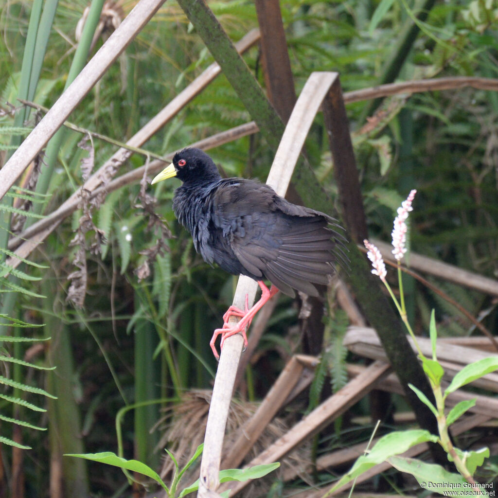 Black Crakeadult, identification