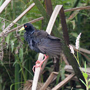 Black Crake