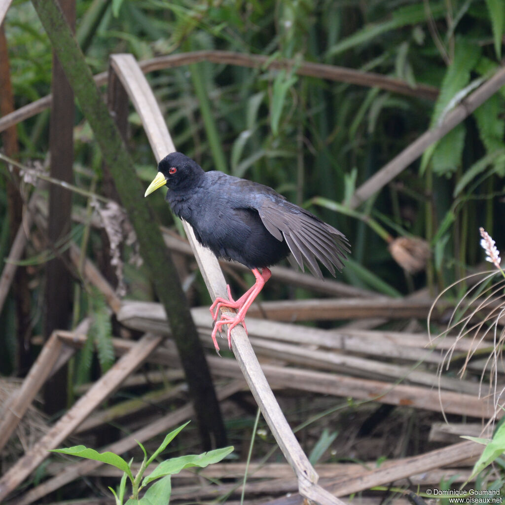 Black Crakeadult, identification