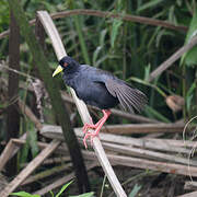 Black Crake