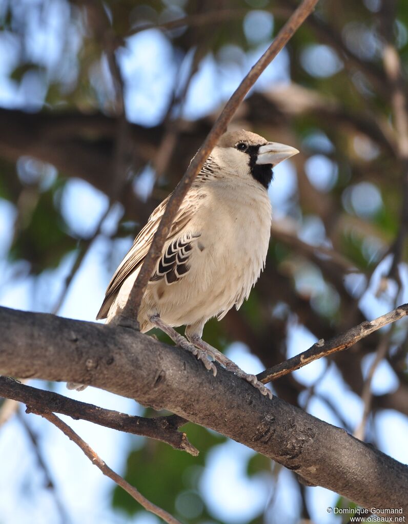 Sociable Weaver