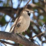 Sociable Weaver