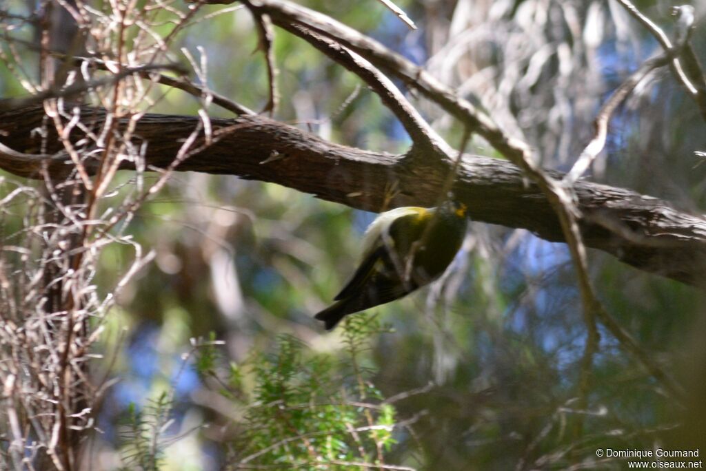 Madeira Firecrest